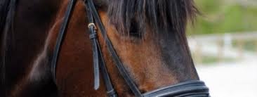 Sommerkurs med Amund